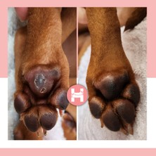 Paw Care Stick / 15 ml