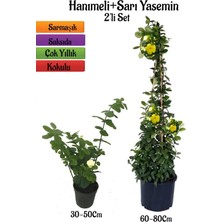 Serada Decor Plant Yoğun Kokulu Katmerli Ful Yasemin Fidanı+ Sarı Yasemin Fidanı 2'li Kokulu Peyzaj Seti