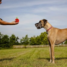 Longbangdian Shop PT008 Stili Ptew Oyun Oyuncaklar Sevimli Pet Squeaky Köpek Chew Squeaker Quack Ses Bebek Oyuncak Yaratıcı Simülasyon Donut Pet Malzemeleri Köpek Oyuncakları (Yurt Dışından)