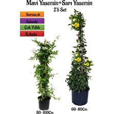 Bitkim Sende Mavi Yasemin Fidanı+Sarı Yasemin Fidanı 2'li Bahçe  Peyzaj Bitki Seti