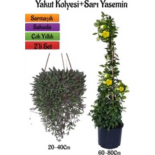 Bitkim Sende Altın Yakut Kolyesi Çiçeği Askılı Saksıda+Sarı Yasemin Çiçeği Fidanı 2'li Bahçe Seti