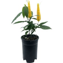 Serada Decor Plant Sarı Renk Karides Çiçeği (Tilki Kuyruğu) Fidanı 1 Adet Saksılı (20-50 Cm) Dış Mekan Bitkisi