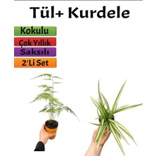 Serada Decor Plant 2'li Set Tül( Kuş Konmaz)+ Kurdele Çiçeği (10-20 Cm) Saksılı Dış Mekan Bitkileri
