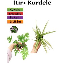 Serada Decor Plant 2 Adet Itır Çiçeği+ Kurdele Çiçeği Seti (5-15 Cm) Dış Mekan Bitkileri
