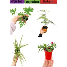 Bitkim Sende 4'lü Bahçe Seti Itır+ Tül+ Kurdele+ Buz Çiçeği (5-25 Cm) Saksılı Dış Mekan Bitkileri