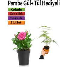 Bitkim Sende Bahçe Seti Pembe Gül Fidanı (15-20 Cm) Tül Hediyeli Saksılı Dış Mekan Bitkisi