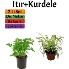 Bitkim Sende Yoğun Kokulu Itır Çiçeği(10-20 Cm)+ Kurdela (5-10 Cm) Dış Mekan Bitkisi