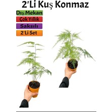 Bitkim Sende Tül (Kuş Konmaz) Bitkisi(10-20 Cm)2 Adet Saksılı Dış Mekan Bitkisi