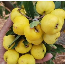 Aydoğdu Hatay Belen Alıç Fidanı 2 Yaş