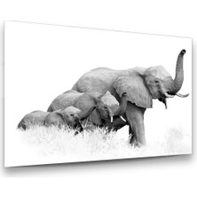 Glass Art Fil Ailesi Beyaz Yatay Cam Tablo