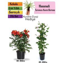 Serada Decor Plant Turuncu Borazan Çiçeği+Kokulu Hanımeli Çiçeği+Kurdele Çiçeği Hediyeli 3'lü Peyzaj Seti