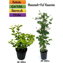 Serada Decor Plant Kokulu Ful Yasemin+ Yoğun Kokulu Hanımeli Çiçeği Fidanı 2'li Bahçe Peyzaj Seti