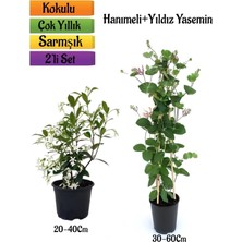 Serada Decor Plant Mis Kokulu Yıldız Yasemin+Kokulu Hanımeli Çiçeği Fidanı 2'li Bahçe Peyzaj Seti