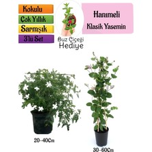 Serada Decor Plant Klasik Kokulu Yasemin+Kokulu Hanımeli Çiçeği+Buz Çiçeği Hediyeli 3'lü Peyzaj Seti