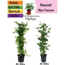 Serada Decor Plant Mavi Yasemin+Kokulu Hanımeli Çiçeği+Tül Kuşkonmaz Hediyeli 3'lü Peyzaj Seti