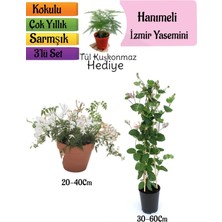 Serada Decor Plant Kokulu Izmir Yasemini+Kokulu Hanımeli Çiçeği+Tül Kuşkonmaz Hediyeli 3'lü Peyzaj Seti