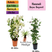 Serada Decor Plant Beyaz Begonvil+Kokulu Hanımeli Çiçeği+Kurdele Çiçeği Hediyeli 3'lü Peyzaj Seti