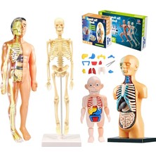 Pengfu Shop STF00179 B Tarzı 3D Insan Vücudu Gövde Modeli Eğitim Meclisi Öğrenme Dıy Oyuncaklar Insan Vücudu Organ Öğretim Araçları Çocuklar Için Erken Öğrenme Oyuncak (Yurt Dışından)
