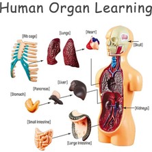 Pengfu Shop STF00179 B Tarzı 3D Insan Vücudu Gövde Modeli Eğitim Meclisi Öğrenme Dıy Oyuncaklar Insan Vücudu Organ Öğretim Araçları Çocuklar Için Erken Öğrenme Oyuncak (Yurt Dışından)