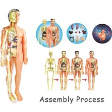 Pengfu Shop STF00179 B Tarzı 3D Insan Vücudu Gövde Modeli Eğitim Meclisi Öğrenme Dıy Oyuncaklar Insan Vücudu Organ Öğretim Araçları Çocuklar Için Erken Öğrenme Oyuncak (Yurt Dışından)