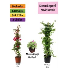 Bitkim Sende Mavi Yasemin+ Kırmızı Begonvil+ Mezem Çiçeği Hediyeli