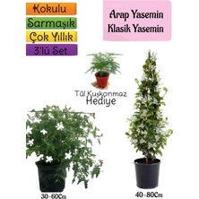 Serada Decor Plant Kokulu Arap Yasemini+Klasikyasemin+Tül Kuşkonmaz Hediyeli 3'lü Bahçe Seti
