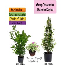 Serada Decor Plant Kokulu Arap Yasemini+Defne Çalısı+Mezem Çiçeği Hediyeli 3'lü Bahçe Seti