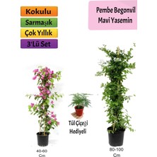 Serada Decor Plant Mavi Yasemin+ Pembe Begonvil+Tül Hediyeli