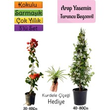 Serada Decor Plant Mis Kokulu Arap Yasemini+Turuncu Begonvil+Kurdele Çiçeği Hediyeli 3'lü Bahçe Seti
