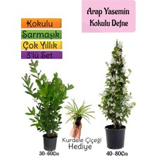 Serada Decor Plant Kokulu Arap Yasemini+Defne Çalısı+Kurdele Çiçeği Hediyeli 3'lü Bahçe Seti