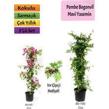 Serada Decor Plant Mavi Yasemin+ Pembe Begonvil+Itır Hediyeli