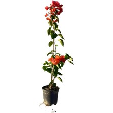Bitkim Sende Mis Kokulu Arap Yasemini+Turuncu Begonvil+Kurdele Çiçeği Hediyeli 3'lü Bahçe Seti