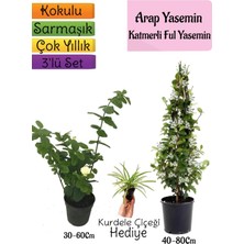 Serada Decor Plant Kokulu Arap Yasemini+Katmerli Ful Yasemin+Kurdele Çiçeği Hediyeli 3'lü Bahçe Seti