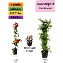 Serada Decor Plant Mavi Yasemin+ Turuncu Begonvil+ Telgraf Hediyeli