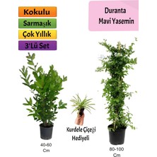 Serada Decor Plant Mavi Yasemin+ Defne Çalısı+ Kurdele Hediyeli