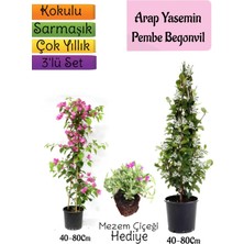 Serada Decor Plant Kokulu Arap Yasemini+Pembe Begonvil+Mezem Çiçeği Hediyeli 3'lü Bahçe Seti