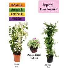 Bitkim Sende Mavi Yasemin+ Beyaz Begonvil+ Mezem Çiçeği Hediyeli