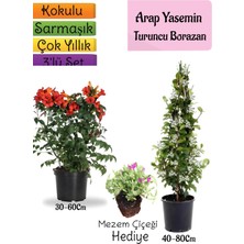 Bitkim Sende Kokulu Arap Yasemini+Turuncu Acem Borusu Çiçeği+Mezem Çiçeği Hediyeli 3'lü Bahçe Seti
