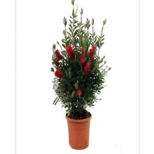 Bitkim Sende Kokulu Arap Yasemini+Kırmızı Fırça Çalısı+Telgraf Çiçeği Hediyeli 3'lü Bahçe Seti