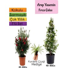 Bitkim Sende Kokulu Arap Yasemini+Kırmızı Fırça Çalısı+Kurdele Çiçeği Hediyeli 3'lü Bahçe Seti