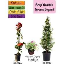 Serada Decor Plant Mis Kokulu Arap Yasemini+Turuncu Begonvil+Mezem Çiçeği Hediyeli 3'lü Bahçe Seti