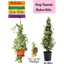 Serada Decor Plant Kokulu Arap Yasemini+Hedera Helix Sarmaşık+Buz Çiçeği Hediyeli 3'lü Bahçe Seti