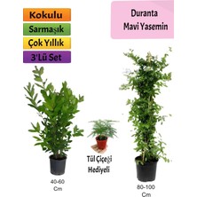 Serada Decor Plant Mavi Yasemin+ Defne Çalısı+ Tül Hediyeli