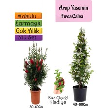 Bitkim Sende Kokulu Arap Yasemini+Kırmızı Fırça Çalısı+Buz Çiçeği Hediyeli 3'lü Bahçe Seti