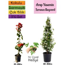 Bitkim Sende Mis Kokulu Arap Yasemini+Turuncu Begonvil+Itır Çiçeği Hediyeli 3'lü Bahçe Seti