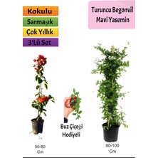 Serada Decor Plant Mavi Yasemin+ Turuncu Begonvil+ Buz Hediyeli