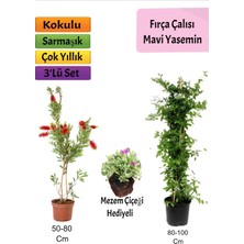 Serada Decor Plant Mavi Yasemin+ Fırça Çalısı+ Mezem Hediyeli