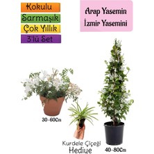 Serada Decor Plant Kokulu Arap Yasemini+Klasik Izmir Yasemin+Kurdele Çiçeği Hediyeli 3'lü Bahçe Seti