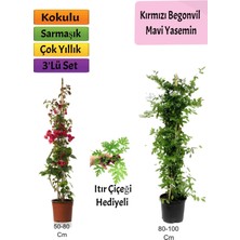 Serada Decor Plant Mavi Yasemin+ Kırmızı Begonvil+ Itır Çiçeği Hediyeli