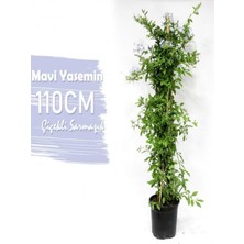 Serada Decor Plant Mavi Yasemin+ Kırmızı Begonvil+ Itır Çiçeği Hediyeli